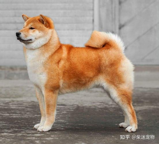 柴犬可以吃梨瓜吗视频,美味还是禁忌？