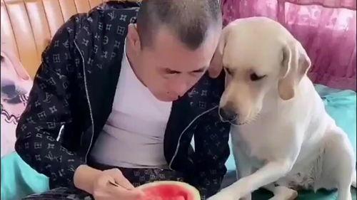 吃瓜拉布拉多主人视频,萌宠互动，欢乐满满