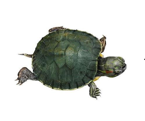 草龟可以吃瓜蝇卵吗视频,探索龟类天然饮食习惯