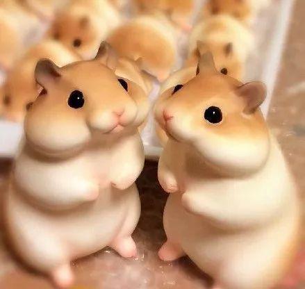 吃瓜群众小仓鼠视频,趣味横生的吃瓜日常