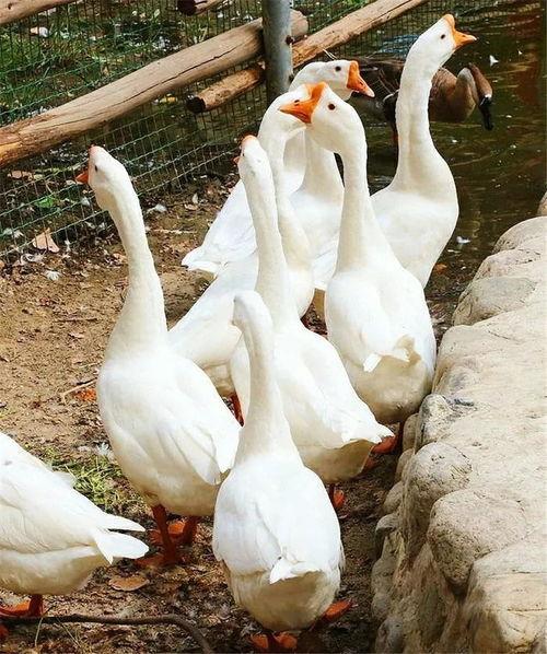 吃瓜幸运鹅在哪看视频,视频观看攻略大公开