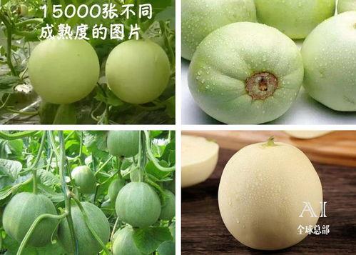 芒果群众吃瓜视频,吃瓜视频背后的娱乐现象解析