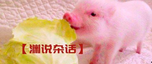 吃瓜猪拱白菜的视频播放,爆笑视频引网友热议