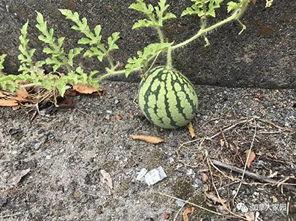 网红吃瓜视频怎么找的,探寻热门话题背后的生成奥秘