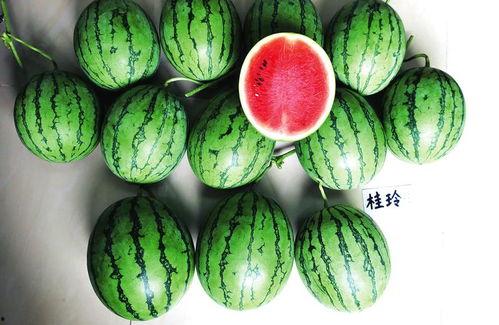 南宁吃瓜新闻事件视频,一场网络热议背后的真相揭秘