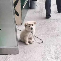 吃瓜卖萌宠物是真的吗视频